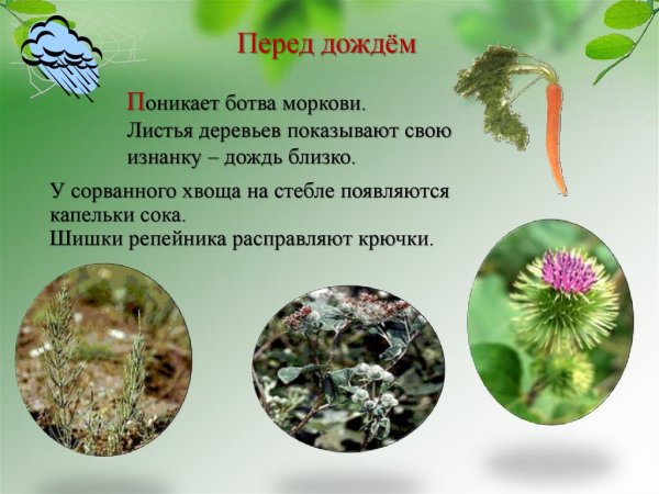 Растения предсказывающие погоду