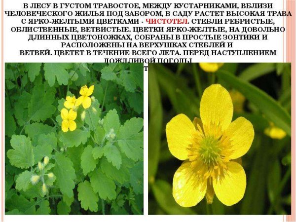 Цветы барометры для детей