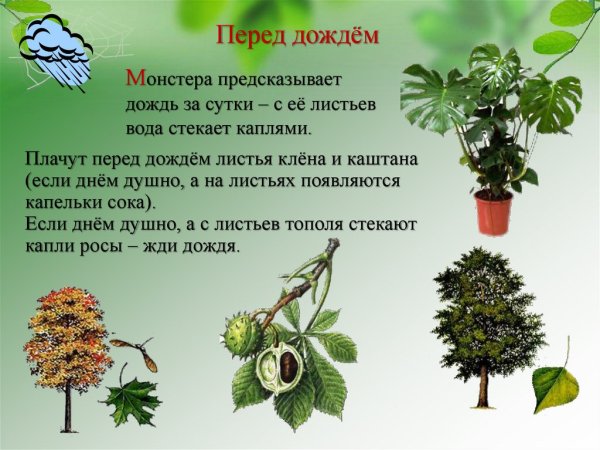 Растения предсказатели