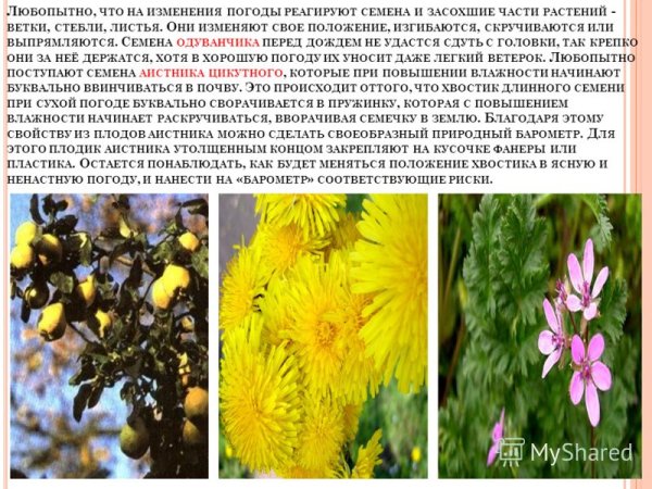 Живые барометры растения