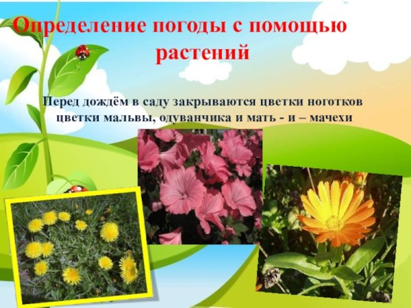 Народные приметы по росстениямя