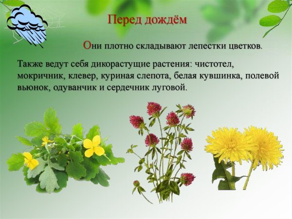 Растения которые предсказывают погоду