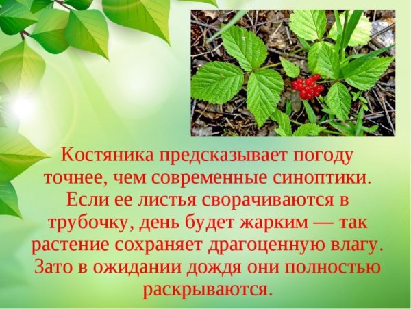 Растения предсказатели