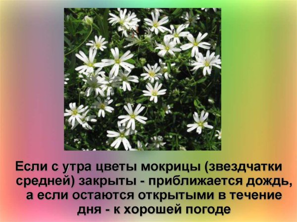 Звездчатка трава барометр