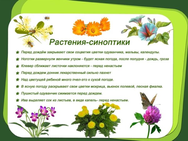 Растения синоптики проект