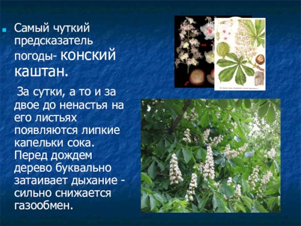 Растения барометры презентация