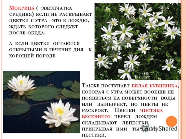 Растения барометры