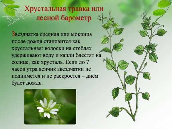 Звездчатка трава барометр