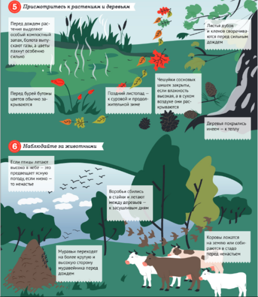 Как животные предсказывают погоду