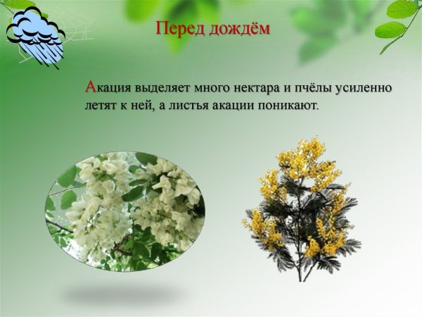 Растения которые предсказывают погоду