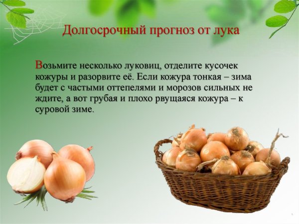 Какие растения предсказывают погоду