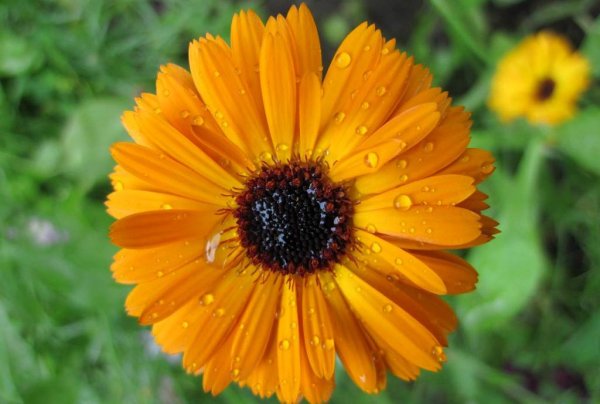 Одуванчик Мальва календула