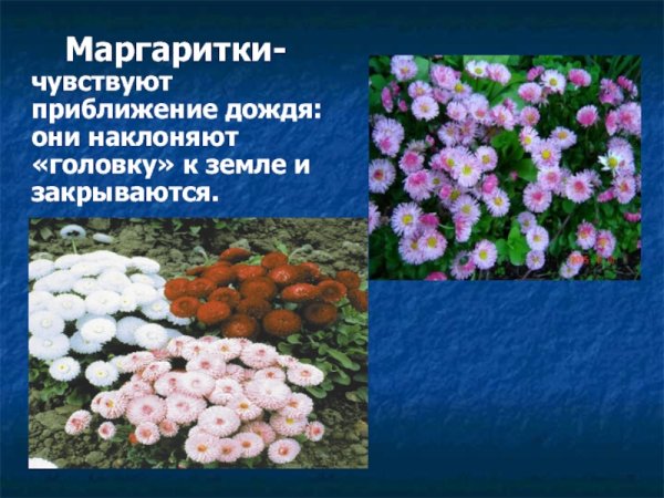 Садовые цветы барометры