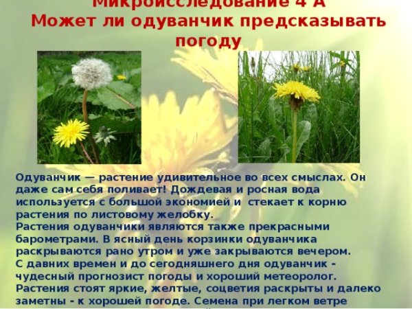 Паспорт растения одуванчик