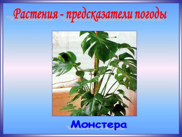 Растения предсказатели