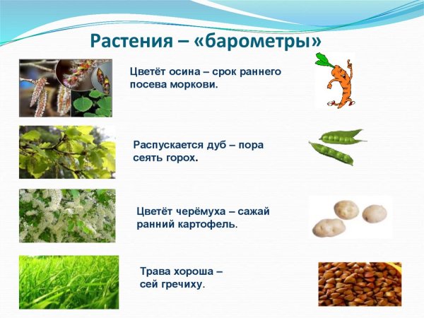 Растения барометры