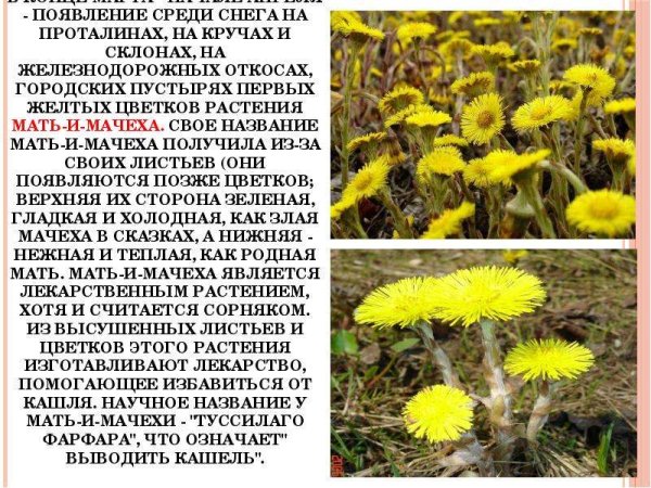 Растения барометры