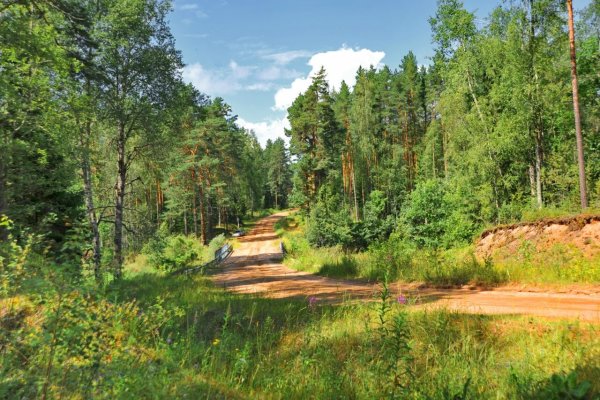 Озеро Селигер леса