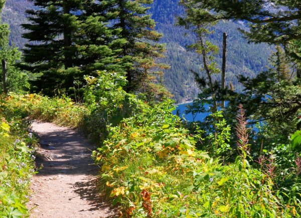 Природа Алтая лес тропа