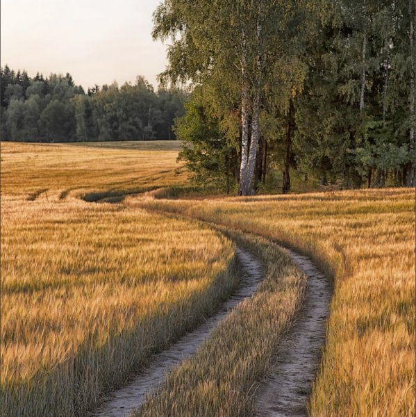 Рожь рожь дорога Полевая