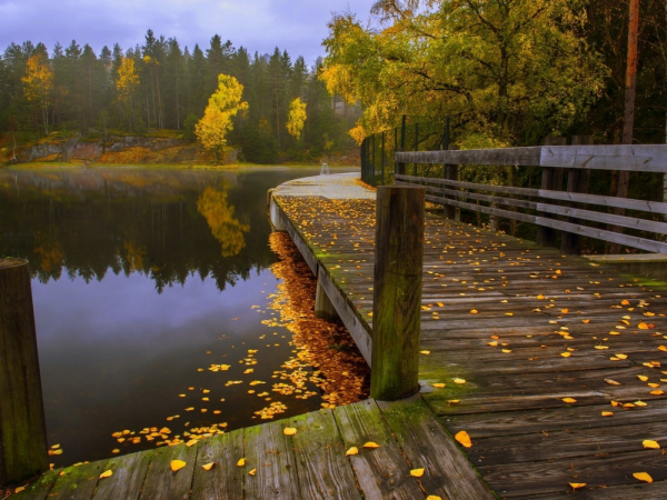 Лесное озеро мостки