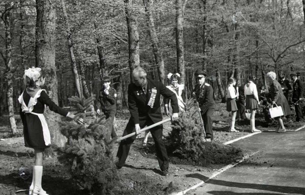 Пионеры сажают деревья