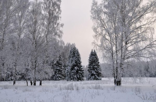 Пасмурный зимний лес