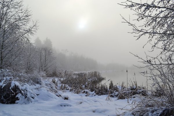 Зимний пасмурный день в лесу
