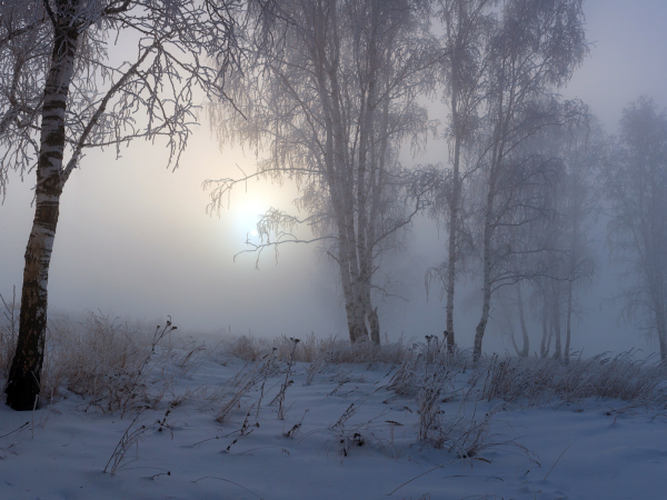 Пасмурный зимний лес