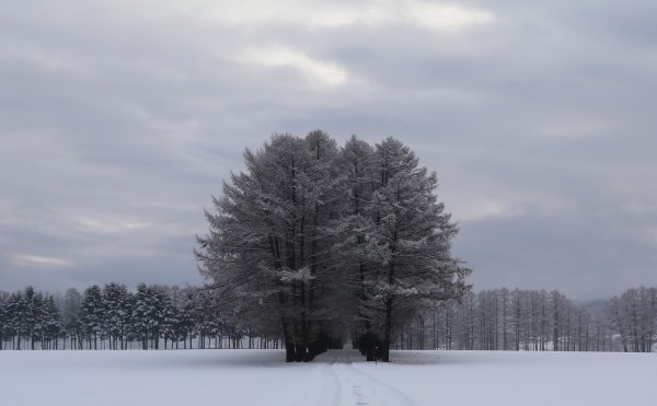 Пасмурный зимний день