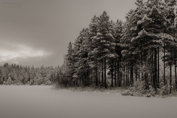 Сосновый лес