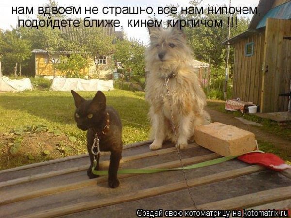 Собака дурак