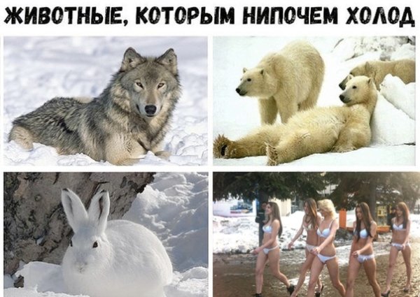 Животные которым нипочем холод