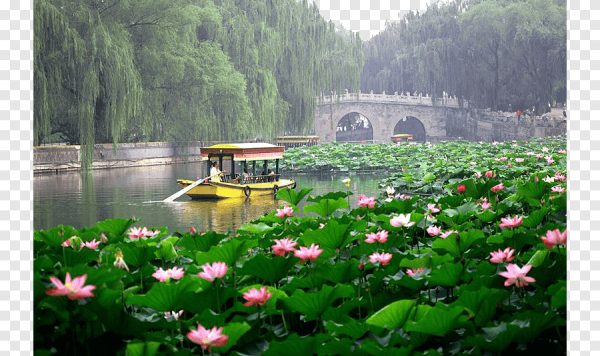 Парк Бэйхай Лотосы Китай