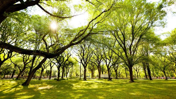 Анимация деревья парки