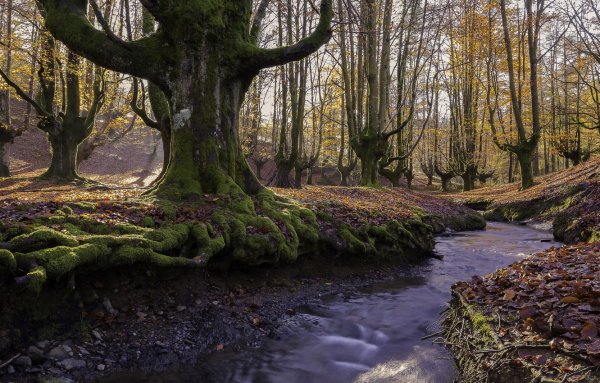 Лес Горбеа Испания