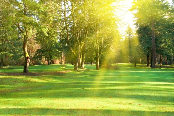 Зеленый парк