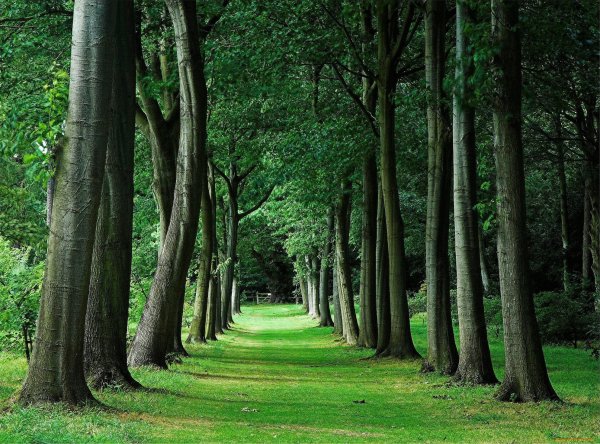 Плантация дубовая аллея