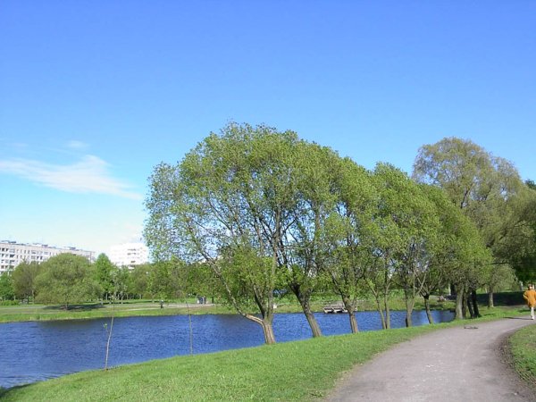 Муринский парк в Санкт-Петербурге