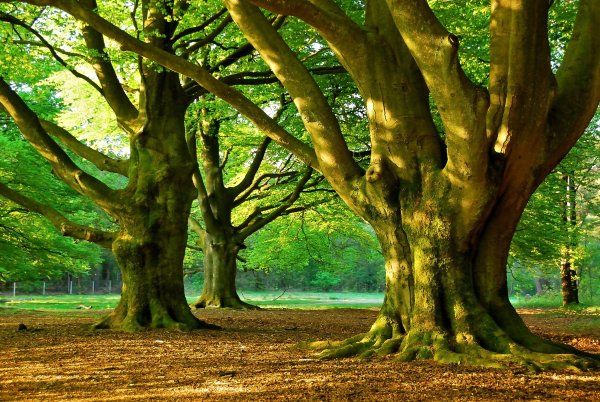 Деревья в парке