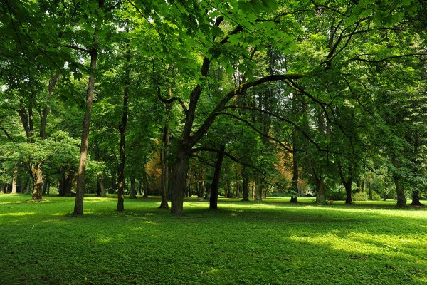 Летний парк