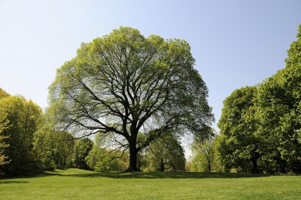 Парк с деревьями вокруг
