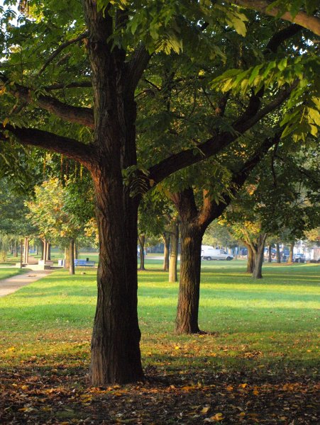 Деревья в городе