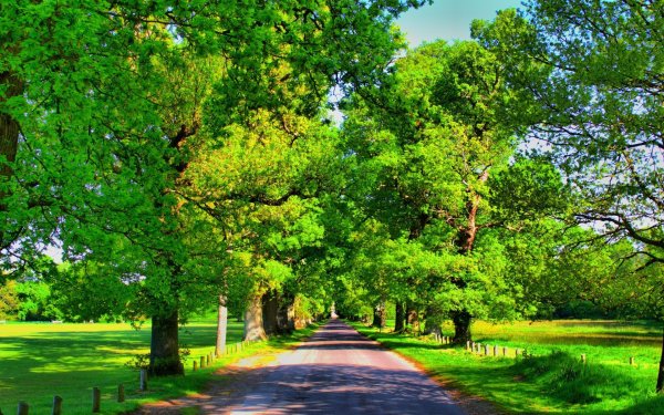 Деревья летом