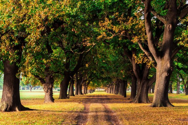 Красивые деревья в парке