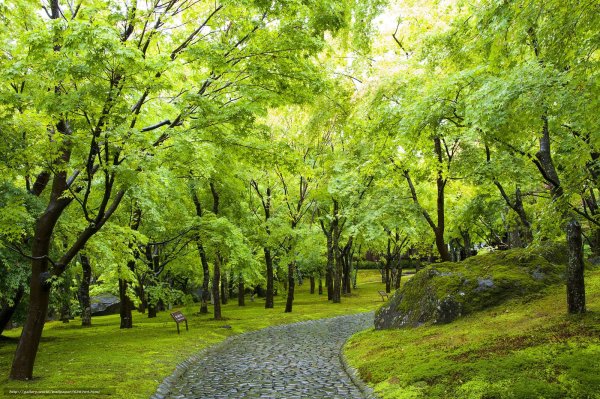 Парк деревья