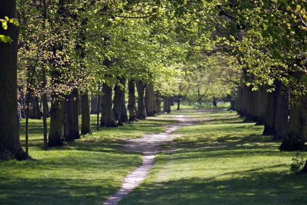 Риджентс-парк вечером