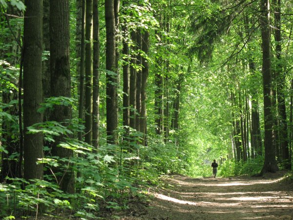 Томилинский лесопарк Дзержинский