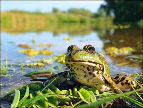 Хоккайдская лягушка