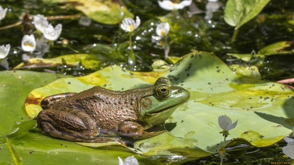 Гвианская водяная жаба